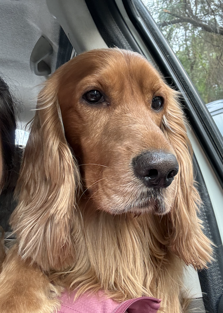 Max — English Cocker Spaniel · 6 years